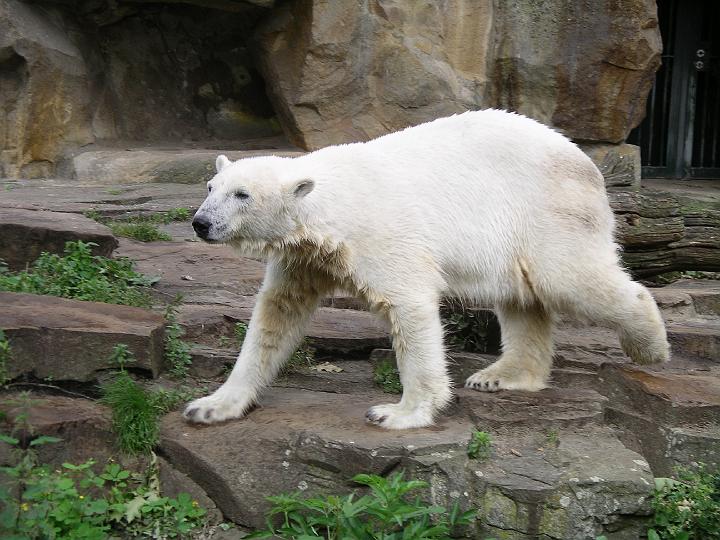 Berlijn 2009 ZOO164.jpg